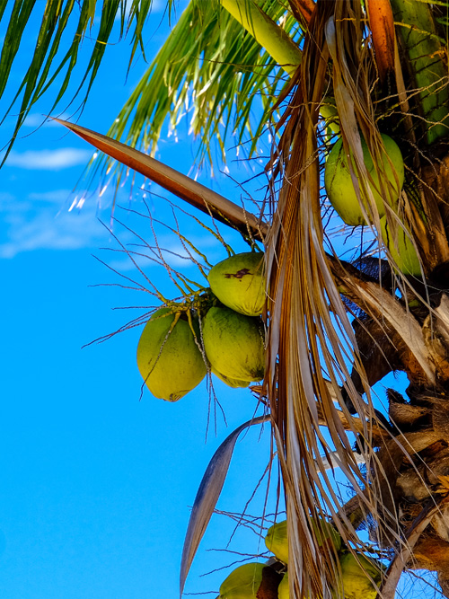 Kokosnüsse an der Palme.