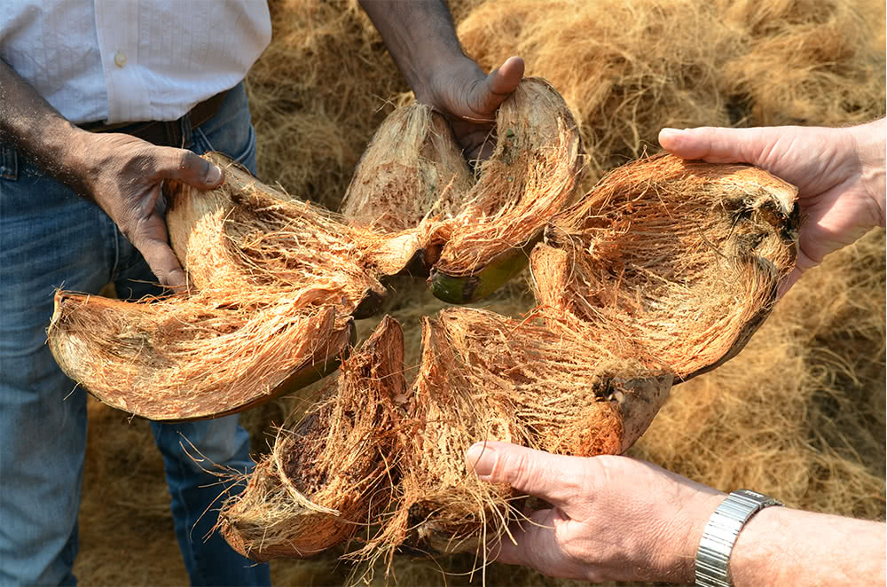 Foto von zwei Paar Händen, welche ein geöffente Kokosnuss in den Händen halten und die Kokosnussfasernzeigen.